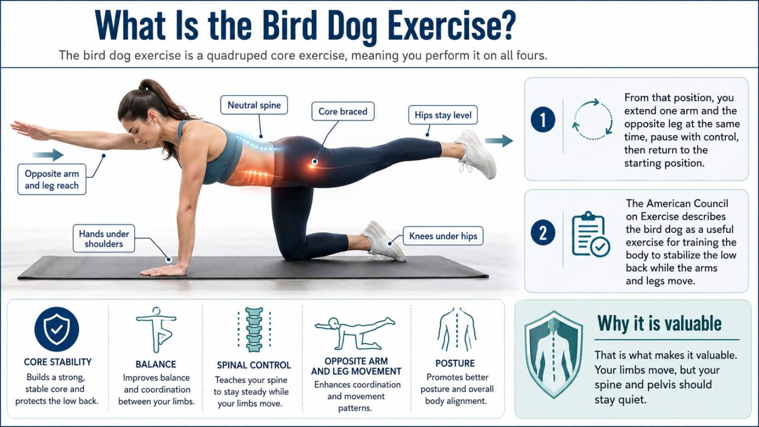 Bird Dog Exercise Benefits Muscles Worked And Proper Form