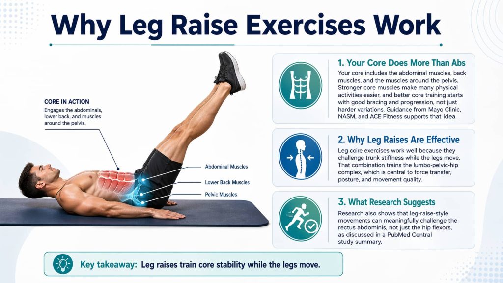 Why Leg Raise Exercises Work