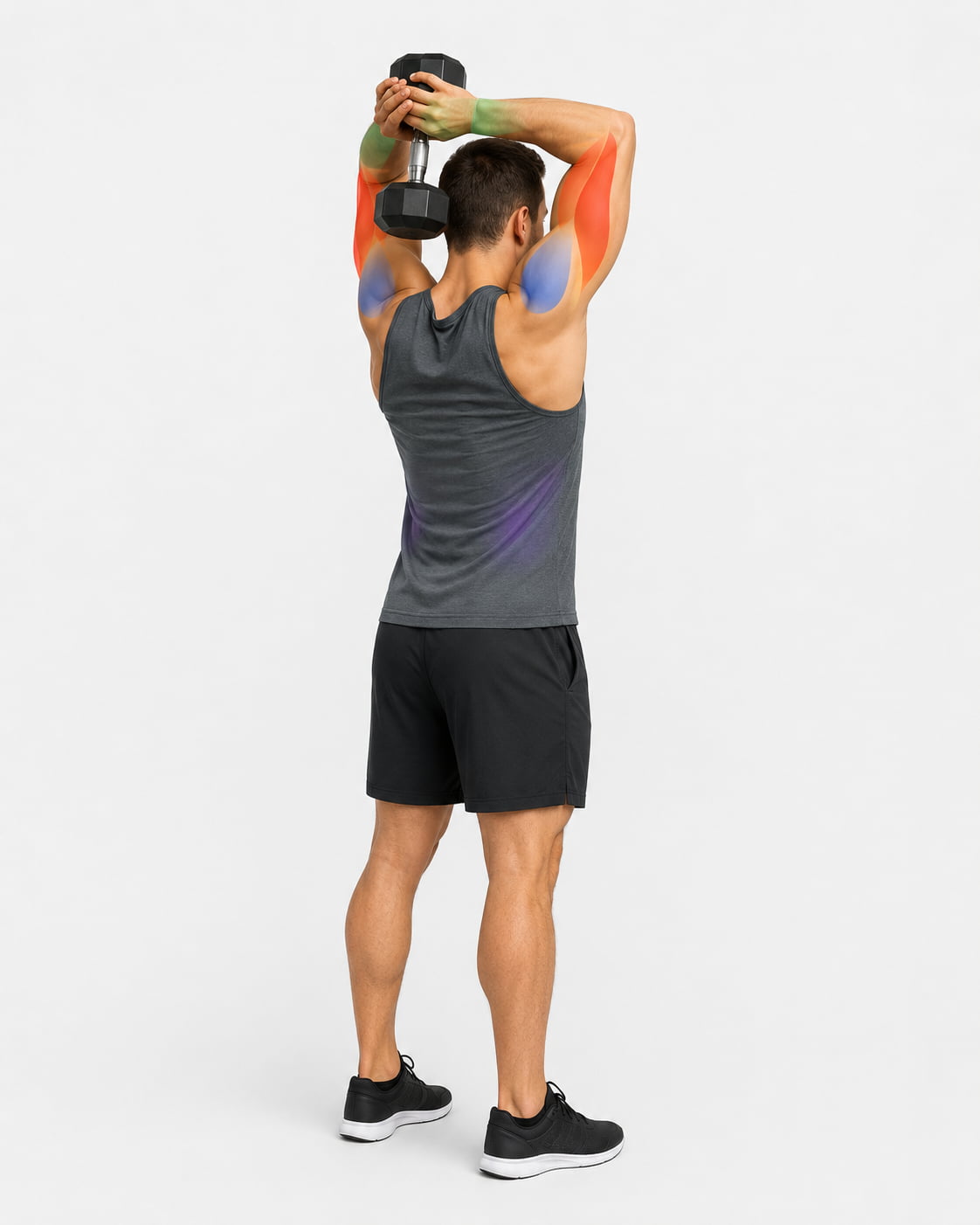 Dumbbell French Press Muscles Worked