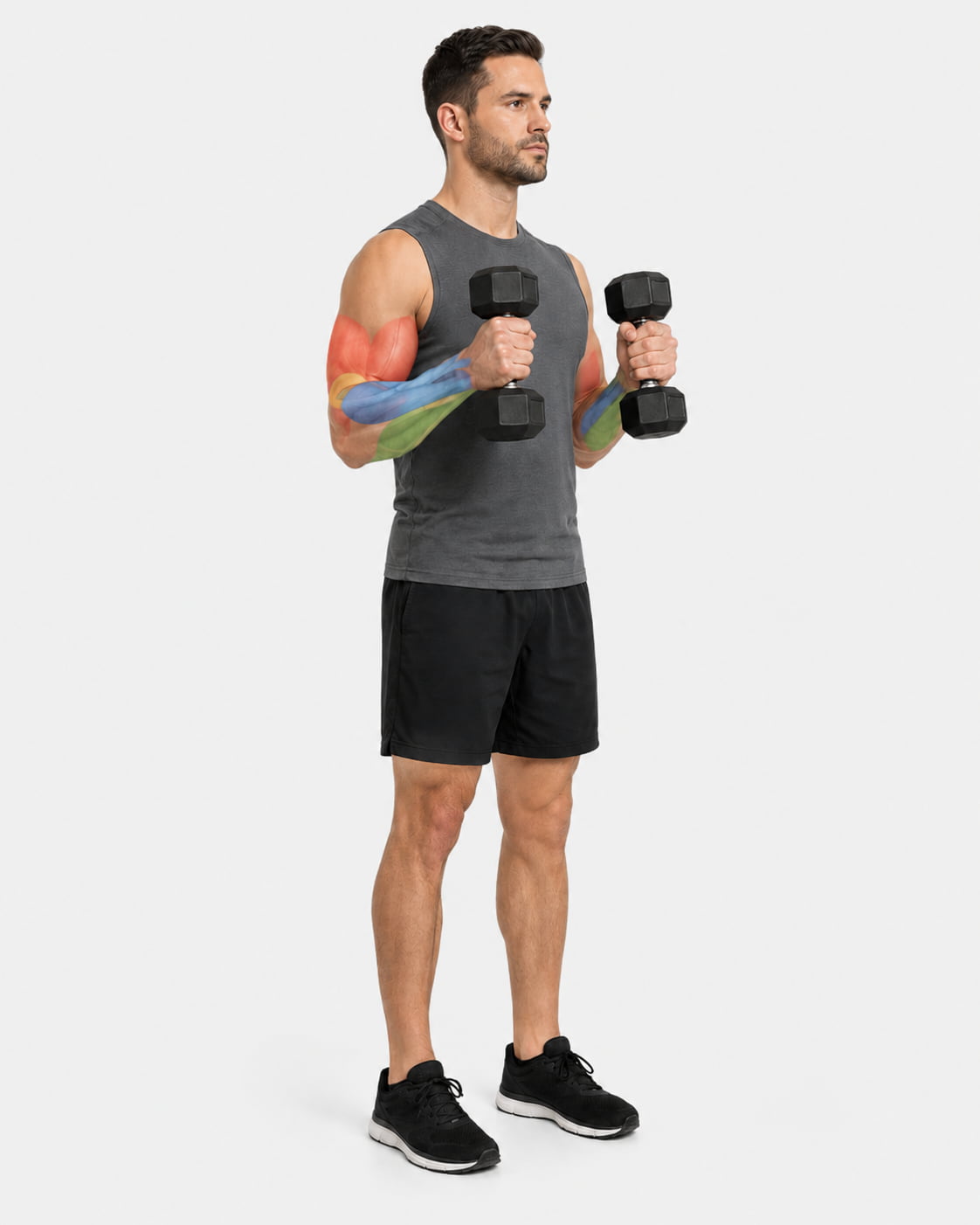 Muscles Worked by Hammer Curl Alternatives
