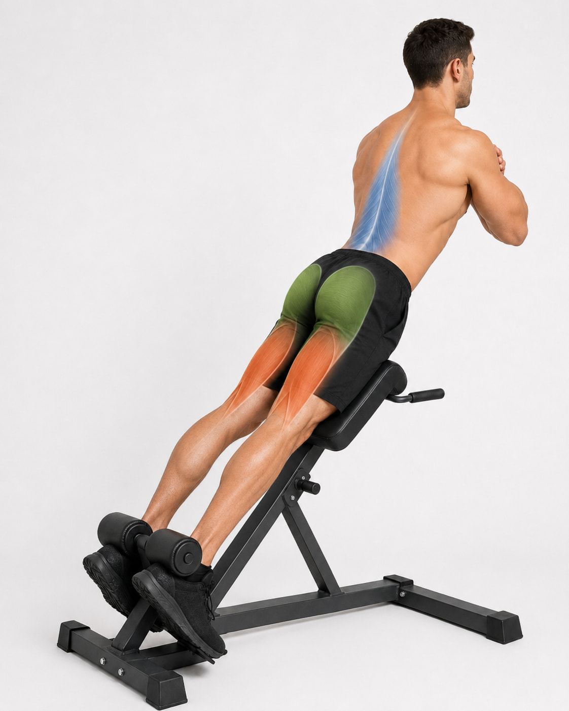 Back Hyperextension Exercise Muscles Worked