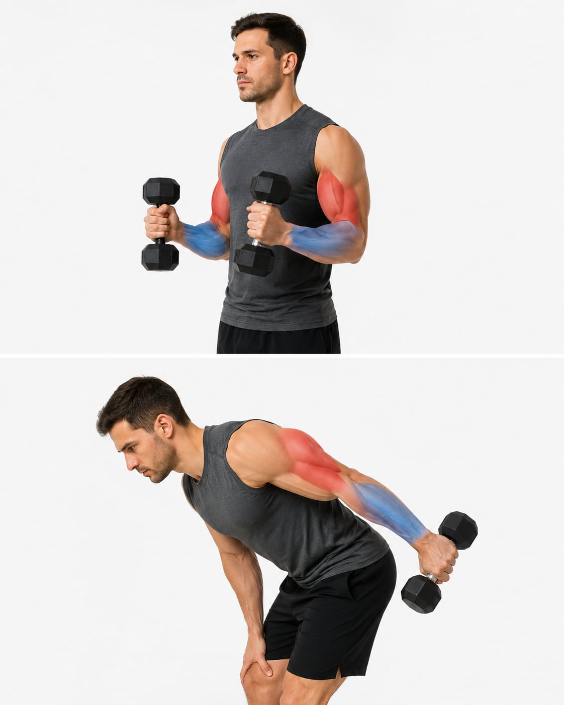 Muscles Worked During Dumbbell Arm Exercises