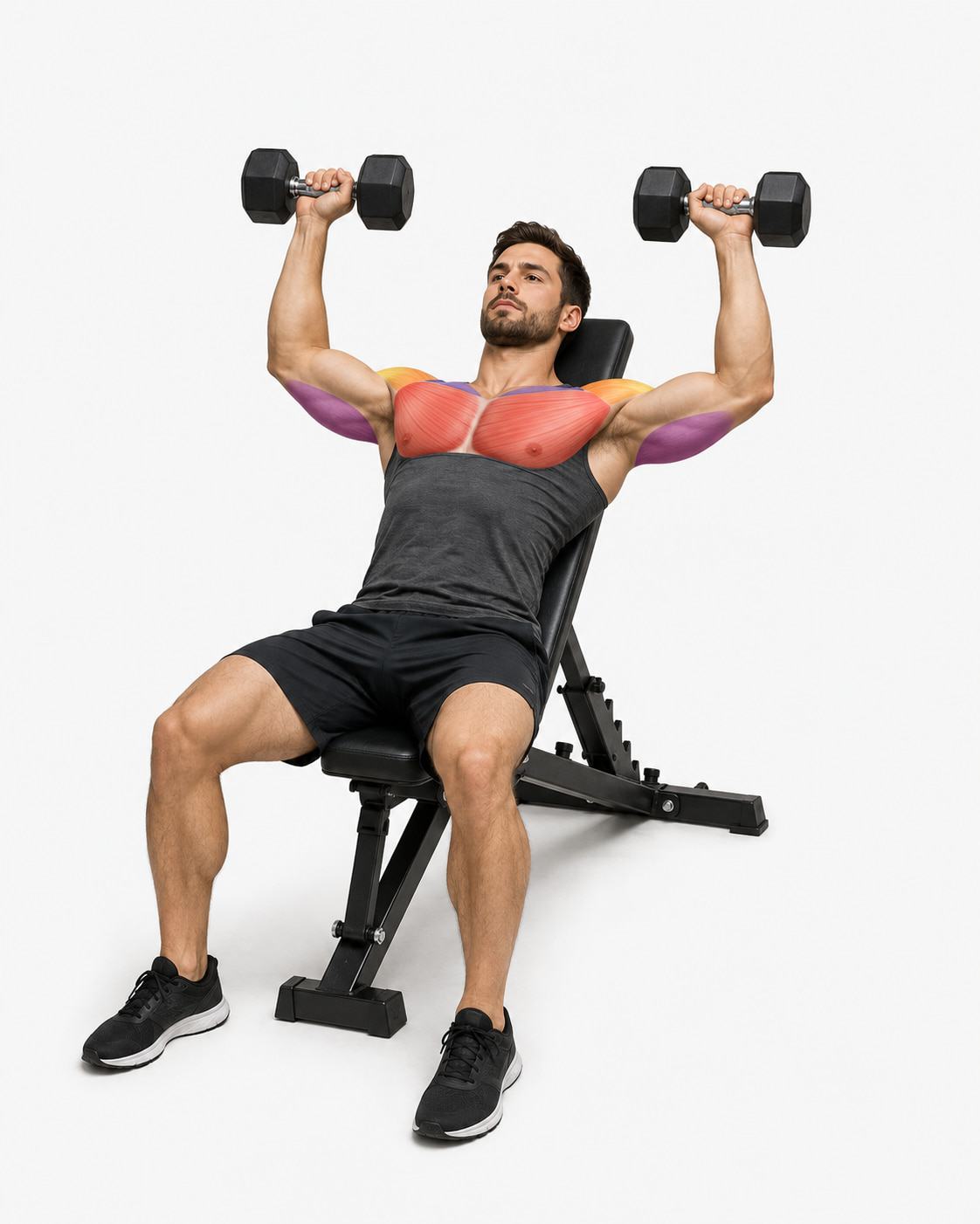 Dumbbell Incline Press Muscles Worked