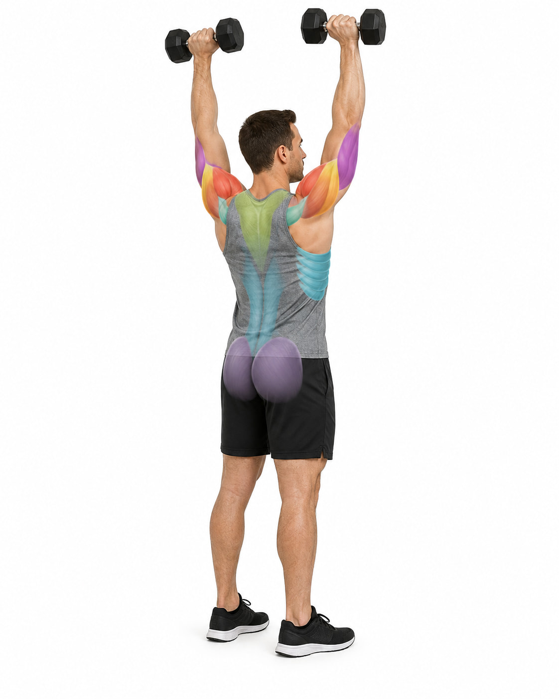 Dumbbell Overhead Press Muscles Worked