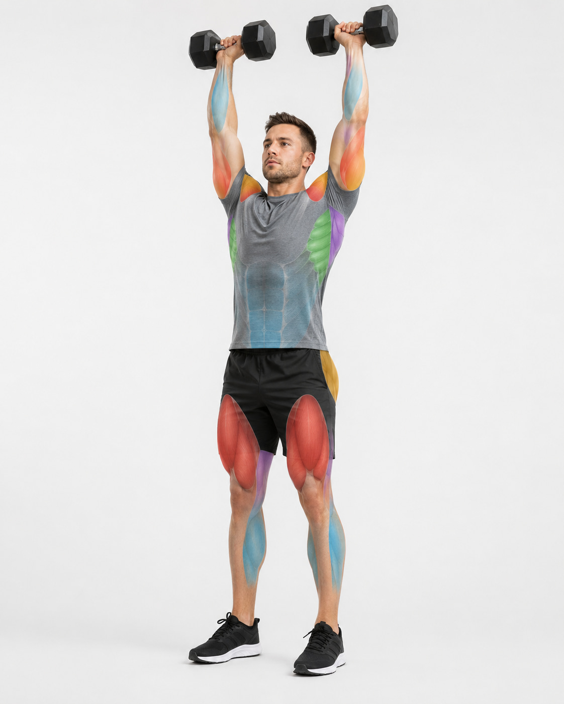 Dumbbell Push Press Muscles Worked