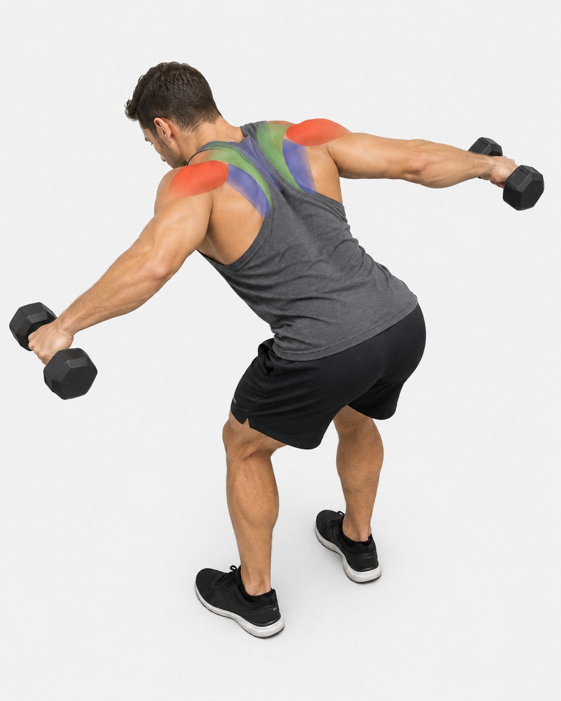 Dumbbell Rear Delt Fly Muscles Worked