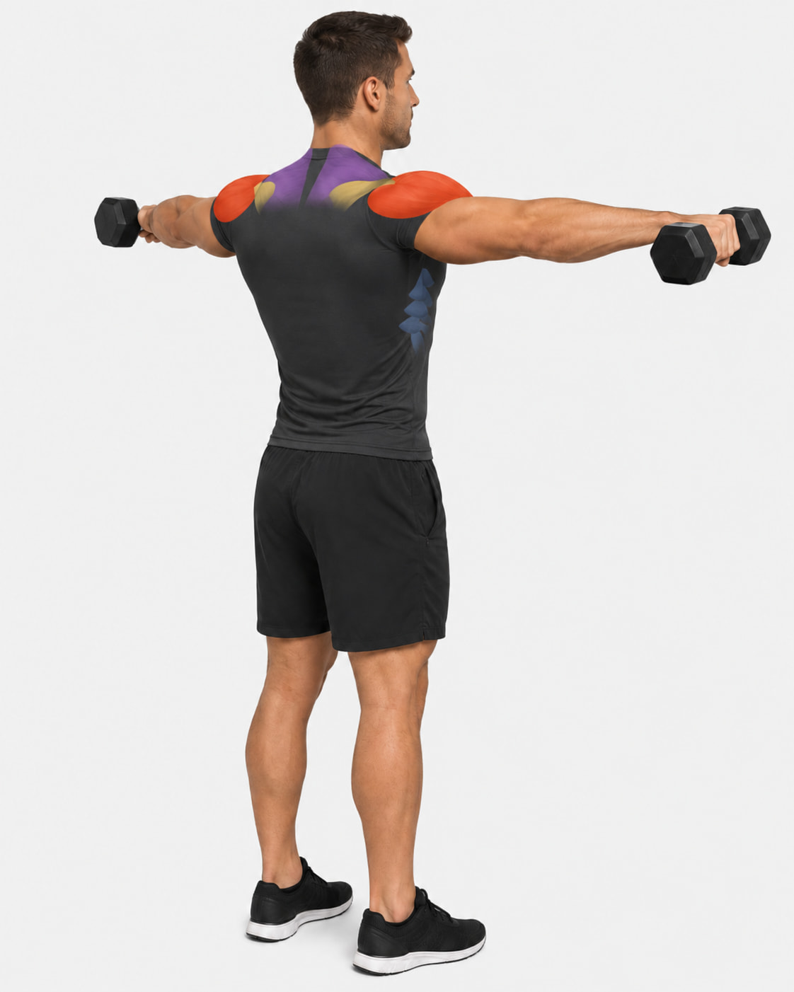 Muscles Worked by Dumbbell Lateral Raises