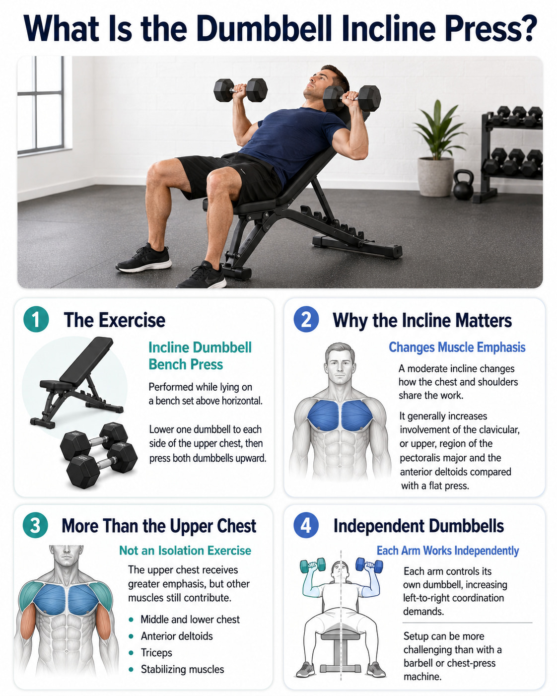 What Is the Dumbbell Incline Press?
