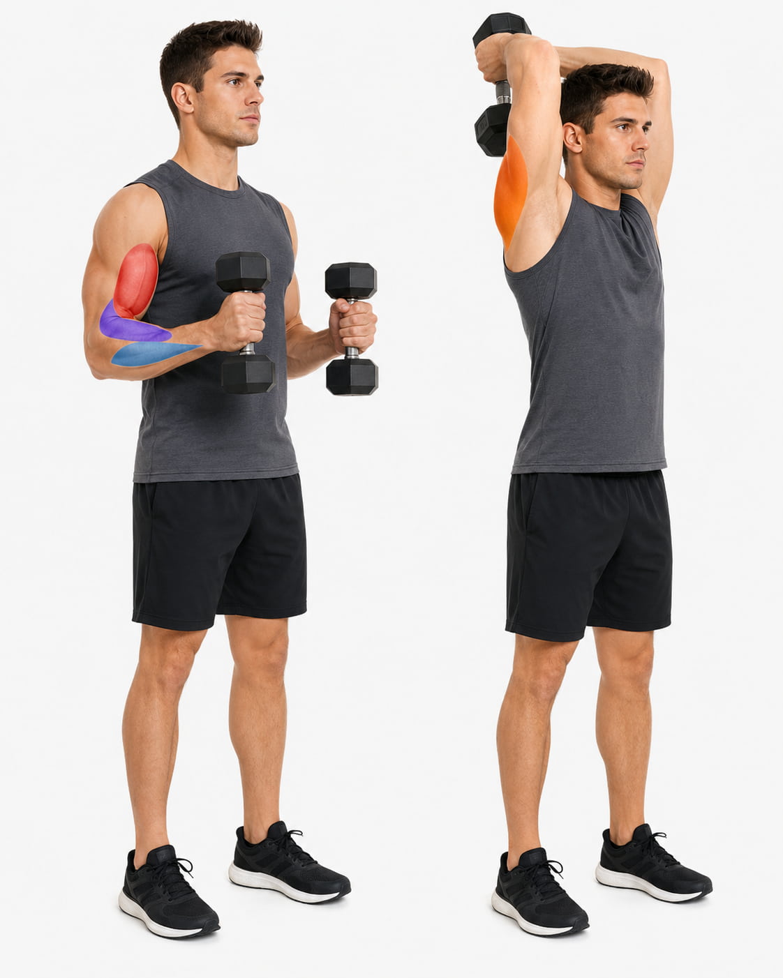 What Muscles Do Dumbbell Arm Workouts Train?