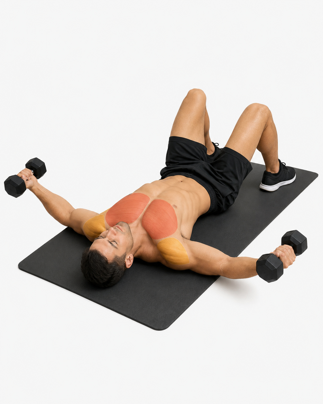 Dumbbell Floor Fly Muscles Worked