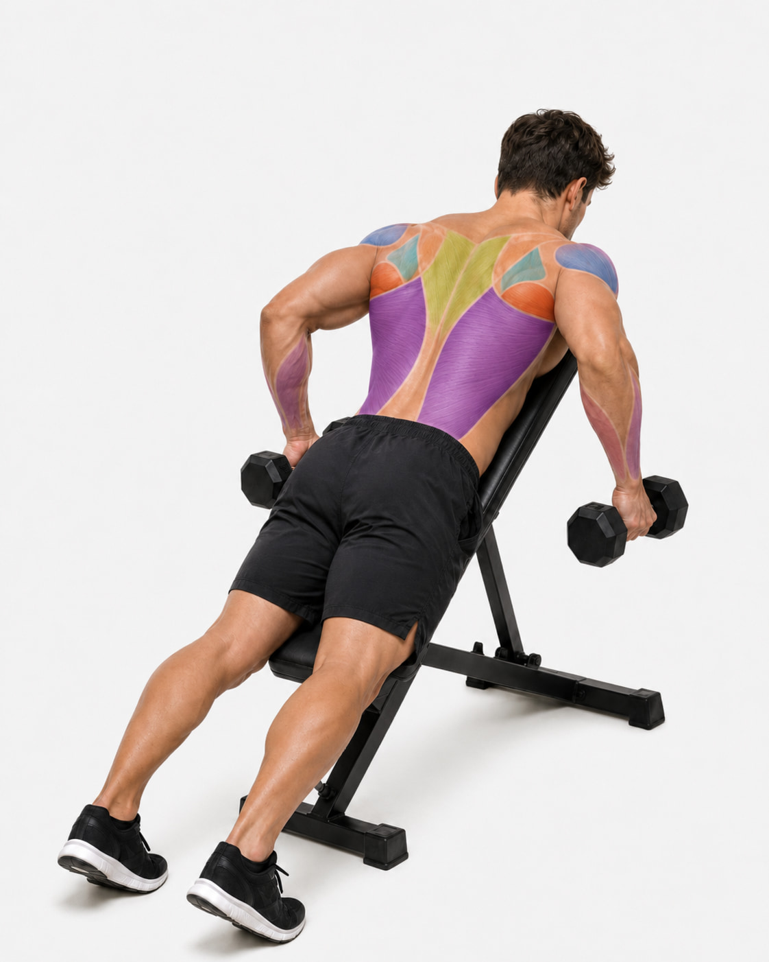 Dumbbell Lat Pulldown Muscles Worked