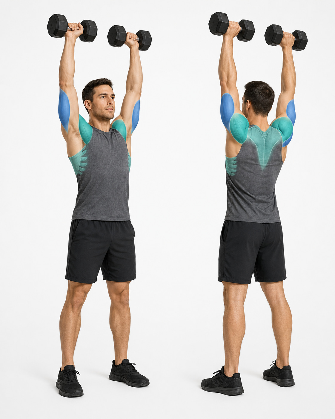 Dumbbell Military Press Muscles Worked
